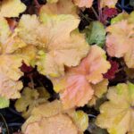 Heuchera Hyb. Rex Dark Amber