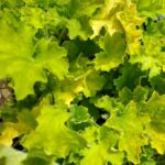 Heuchera Hyb. Rex Lime