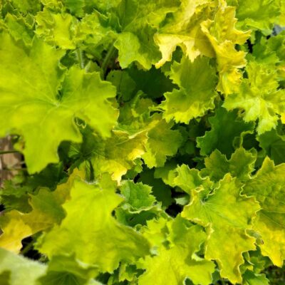Heuchera Hyb. Rex Lime