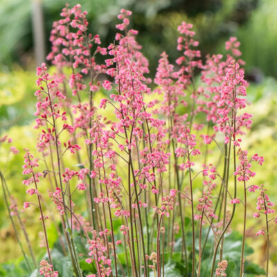 Heuchera Hyb. Rex Peppermint