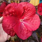 Hibiscus Moscheutos Carousel Geant Red®