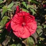 Hibiscus Moscheutos Carousel Geant Red®