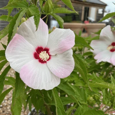 Hibiscus Moscheutos Fujin