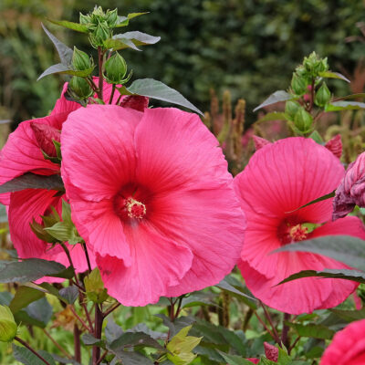 Hibiscus Moscheutos Planet Griotte