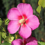 Hibiscus Siryacus Walberton's Rose Moon