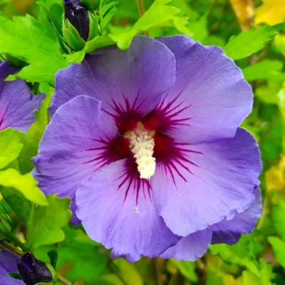Hibiscus Syriacus Marina
