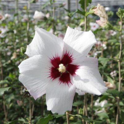 Hibiscus Syriacus Shintaeyang