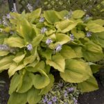Hosta Hyb. Shadowland Coast to Coast