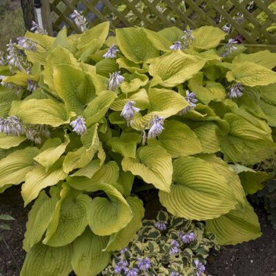 Hosta Hyb. Shadowland Coast to Coast