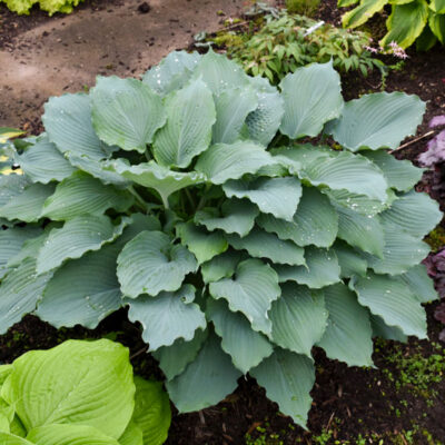 Hosta Hyb. Shadowland Diamond Lake