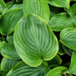 Hosta Hyb. Shadowland Wu La La