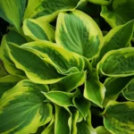 Hosta Hyb. Wide Brim