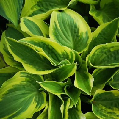 Hosta Hyb. Wide Brim