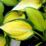 Hosta Hyb. Happy Dayz