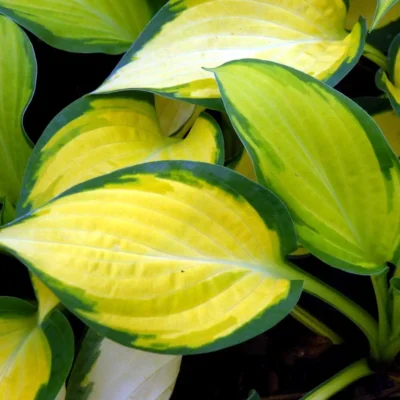 Hosta Hyb. Happy Dayz