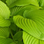 Hosta Hyb. Sum and Substance