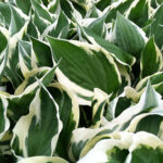 Hosta Patriot
