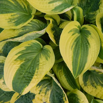 Hosta Shadowland Autumn Frost