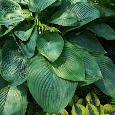 Hosta Shadowland Empress Wu