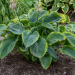 Hosta Shadowland Empress Wu