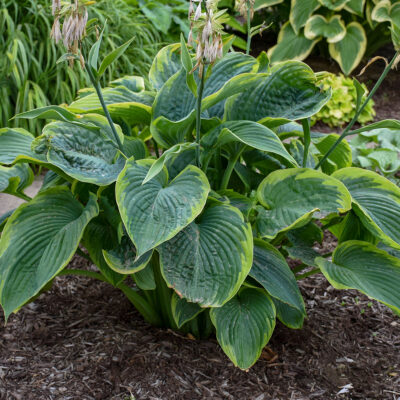 Hosta Shadowland Empress Wu