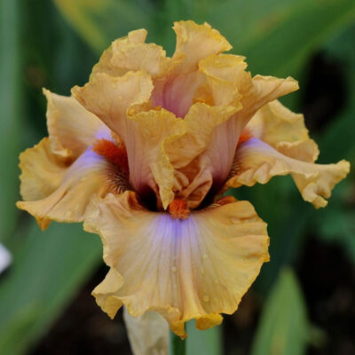 Iris Germanica Amber Essence