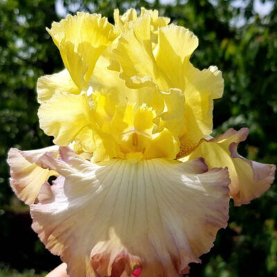 Iris Germanica Autumn Ring