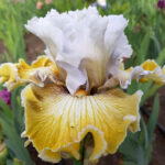 Iris Germanica Baby I Love You
