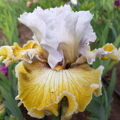 Iris Germanica Baby I Love You