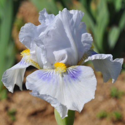 Iris Germanica Grindelwald