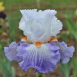 Iris Germanica Guardian's Fire