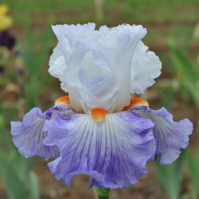 Iris Germanica Guardian's Fire