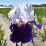 Iris Germanica in Night Heels