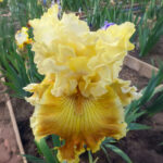 Iris Germanica Just a Kiss