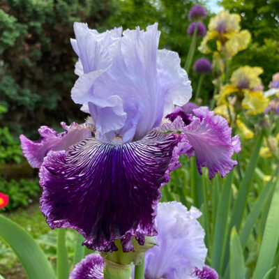 Iris Germanica Secret Rites