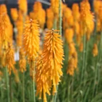 Kniphofia Hyb. Mango Popsicle