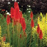 Kniphofia Hyb. Redhot Popsicle