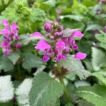 Lamium Maculatum Purple Dragon