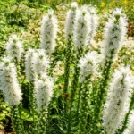 Liatris Spicata Floristan White