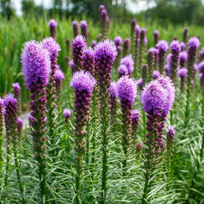 Liatris Spicata Kobold