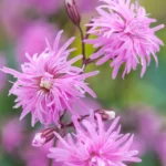 Lychnis Flos-Cuculi Petite Jenny