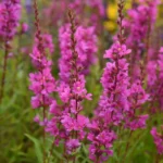 Lythrum Salicaria Robin