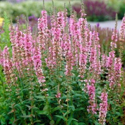 Lytrum Salicaria Blush