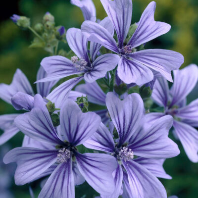 Malva Sylvestris Primely Blue