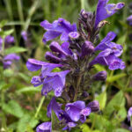 Nepeta Blue Planet