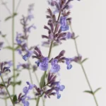 Nepeta Frassenii Six Hills Giant