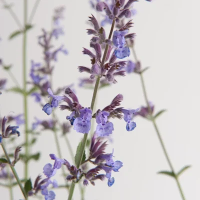 Nepeta Frassenii Six Hills Giant