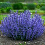 Nepeta Frassenii Cat's Pajamas Blue