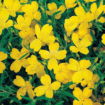 Oenothera African Sunset