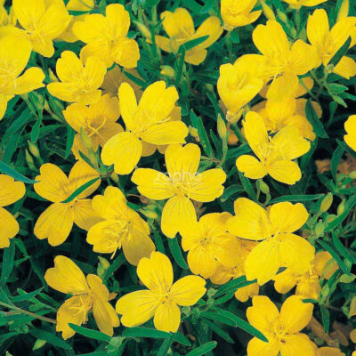 Oenothera African Sunset